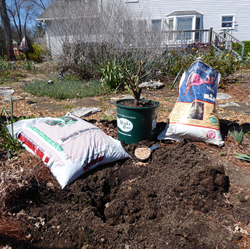 Planting bare root rose