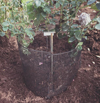 How to Winterize Roses