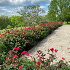 Image of Knockout rose bush pruned to create a hedge