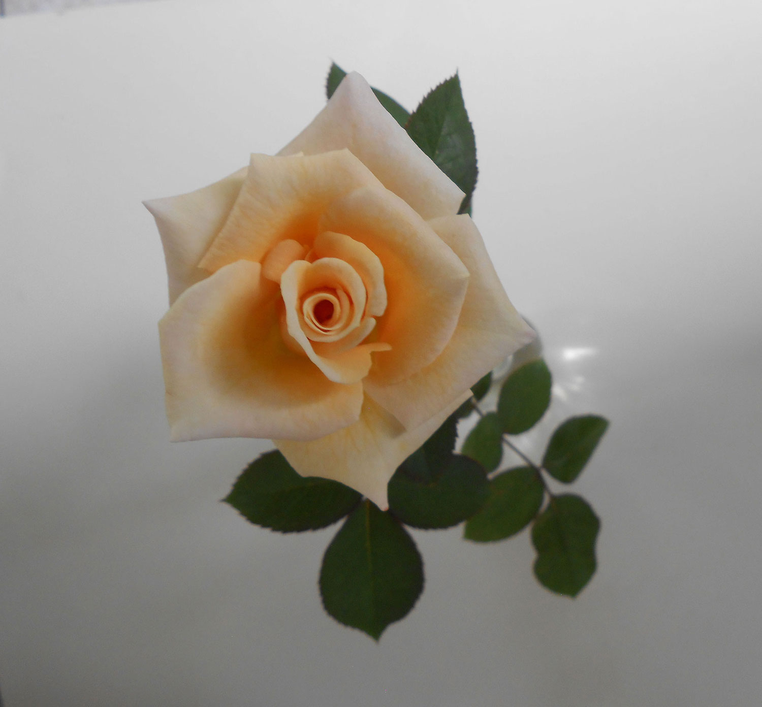 Miniature and Miniflora Rose Suppliers - American Rose Society