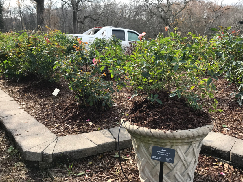 Mulched containers.