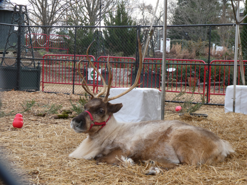 Reindeer