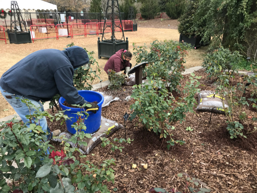 Mulching the garden