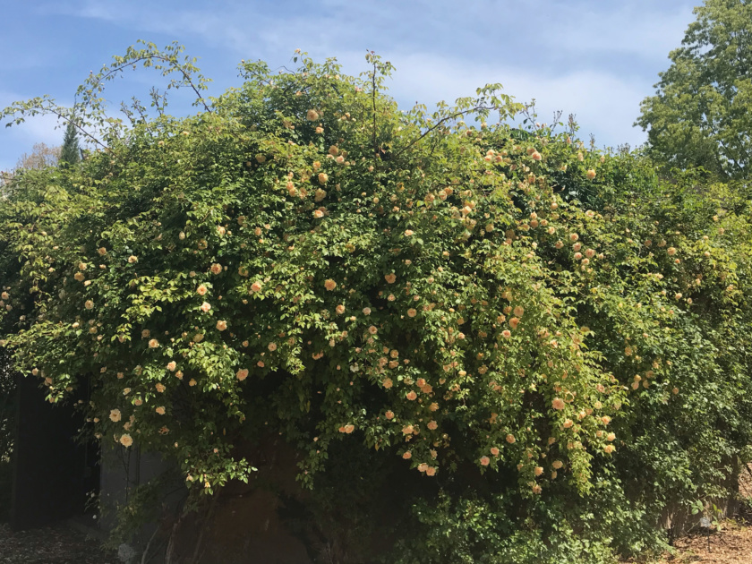 Climbing Rose Reve d' Or