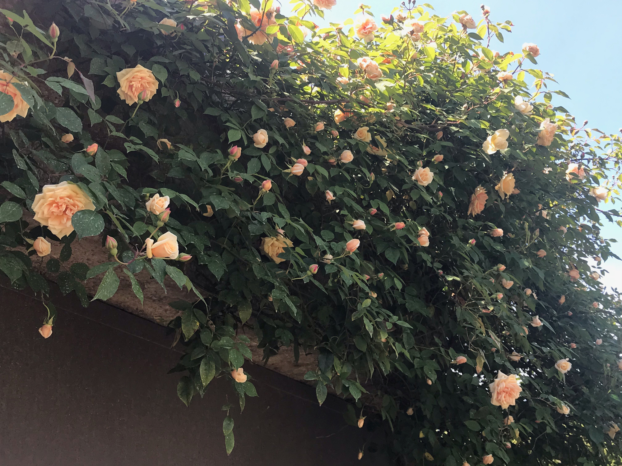 Climbing Rose 'Reve d' Or' in full bloom