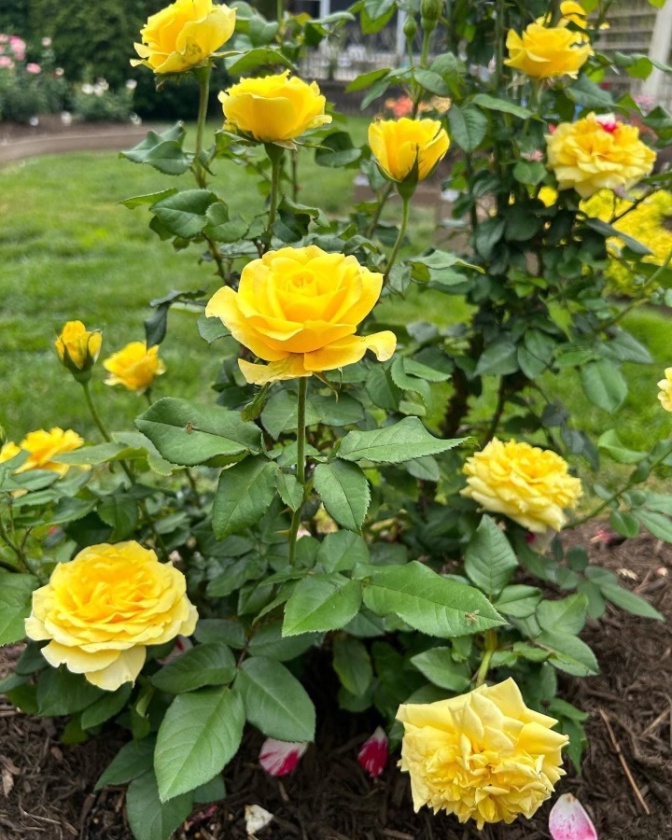 General Information Nashville Rose Society