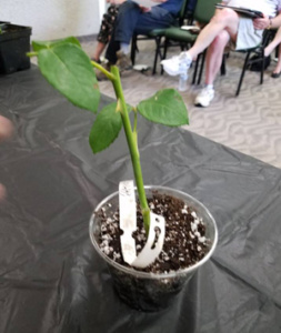 Rooting rose cuttings