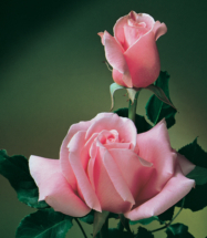 Bewitched, hybrid tea