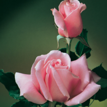 Bewitched, hybrid tea
