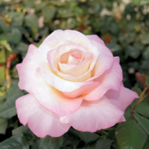 Crescendo, hybrid tea