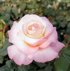 Crescendo, hybrid tea