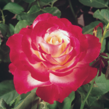 Double Delight, hybrid tea