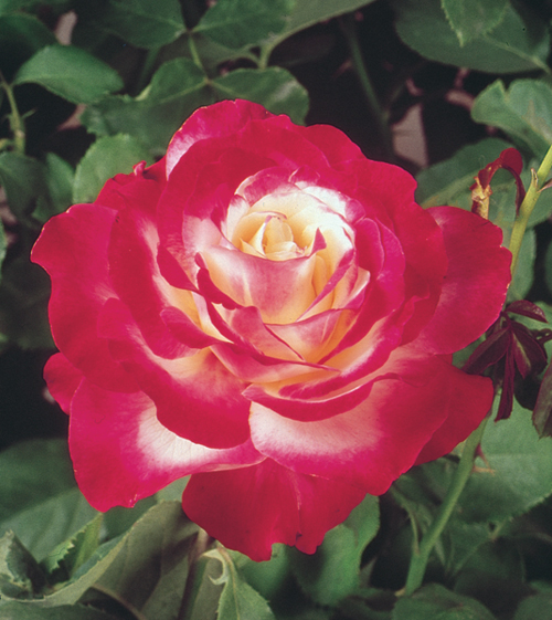 Double Delight, hybrid tea