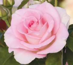 Falling In Love, hybrid tea