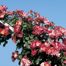 Fourth Of July, climber