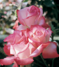 Gemini, hybrid tea