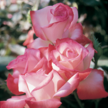 Gemini, hybrid tea