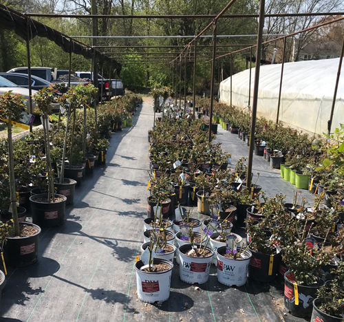 Hewitt rose inventory