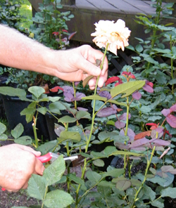 CuttingBlooms