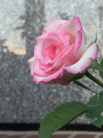 Lynn Anderson Rose Garden – Nashville Rose Society