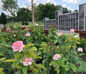 Lynn Anderson Rose Garden