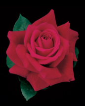 Mister Lincoln, hybrid tea