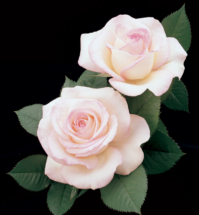 Moonstone, hybrid tea