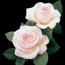 Moonstone, hybrid tea