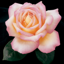 Peace, hybrid tea