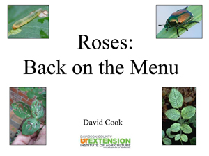 Roses_Back_on_the_Menu