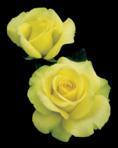 St Patrick, hybrid tea