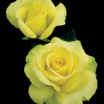 St Patrick, hybrid tea