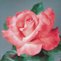 Touch Of Class, hybrid tea