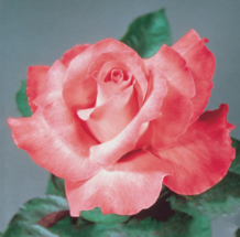 Touch Of Class, hybrid tea