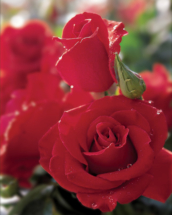 Veterans Honor, hybrid tea