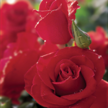 Veterans Honor, hybrid tea