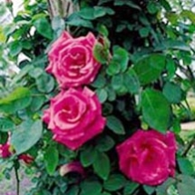 Zephirine Drouhin, Bourbon