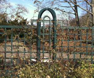 Unpruned climber on trellis