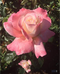 Crescendo hybrid tea rose