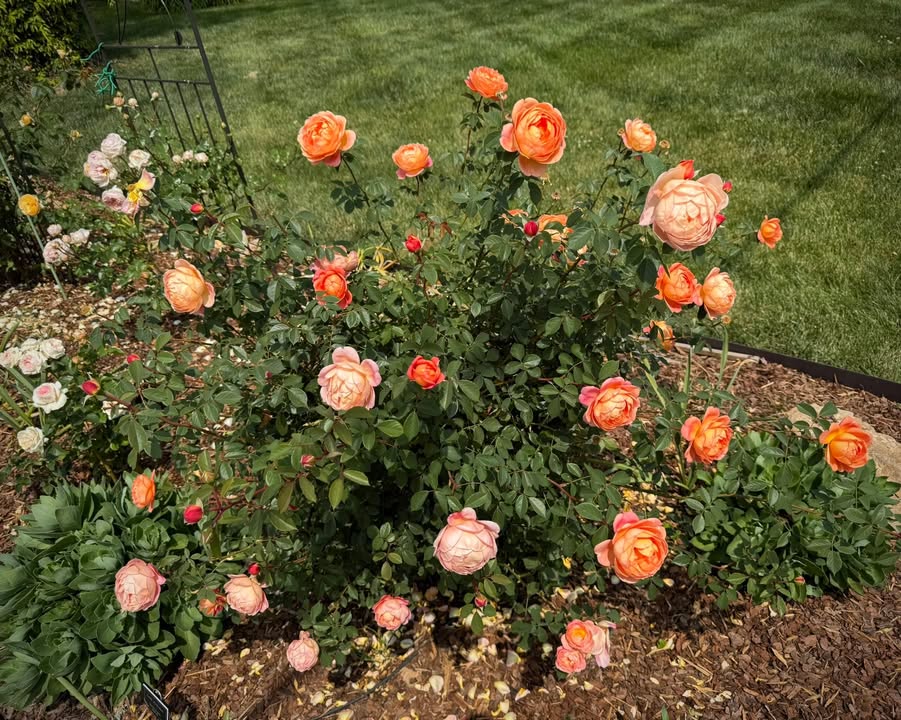 Nashville Rose Society