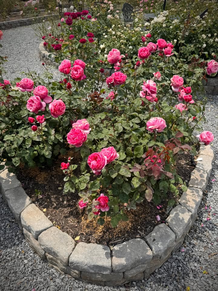 Nashville Rose Society