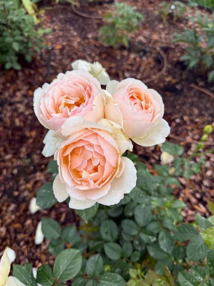 Nashville Rose Society