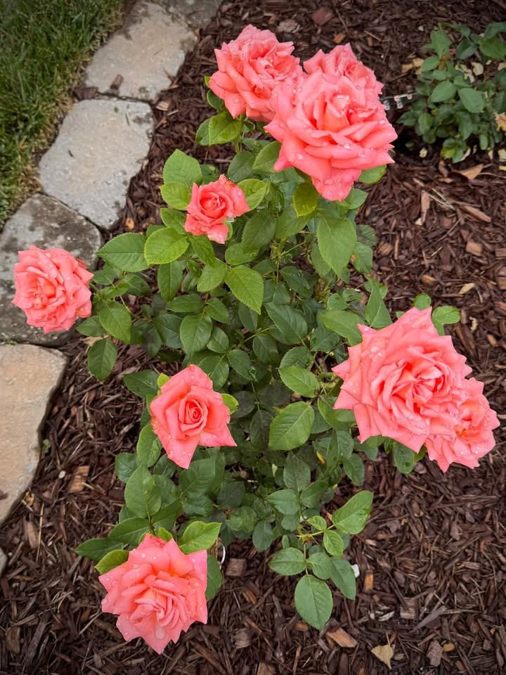 Nashville Rose Society