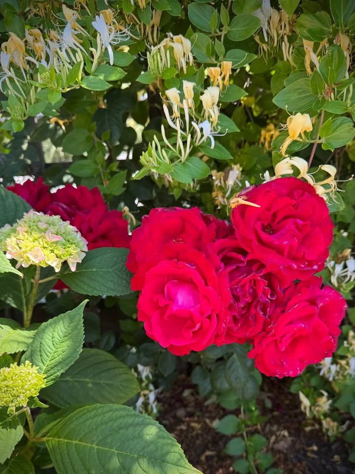 Nashville Rose Society