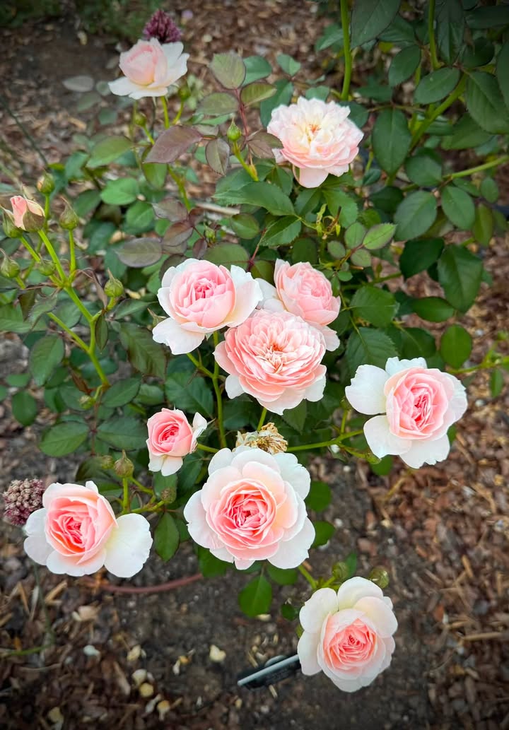 Nashville Rose Society