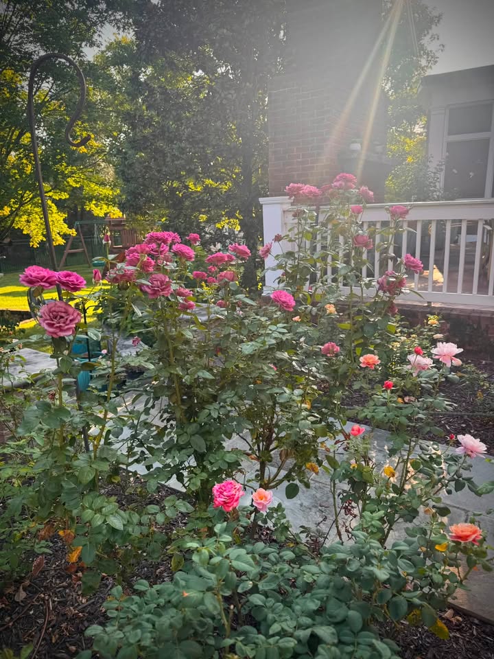 Nashville Rose Society