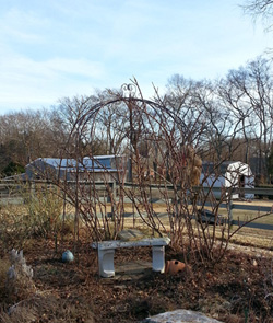 pruned climber