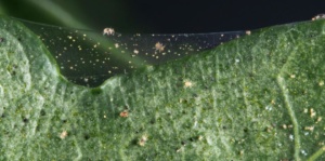 Spider Mites