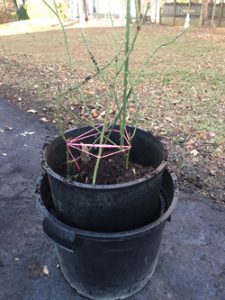 prune roses to fit container