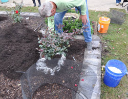 winterizing roses